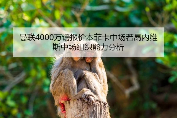 man-lian-wan-bang-bao-jia-ben-fei-ka-zhong-chang-ruo-ang-nei-wei-si-zhong-chang-zu-zhi-neng-li-fen-xi-3-327.jpg